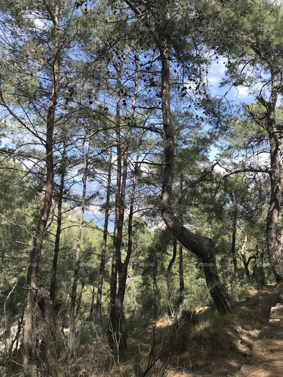 On the ancient walking path in Fethiye
