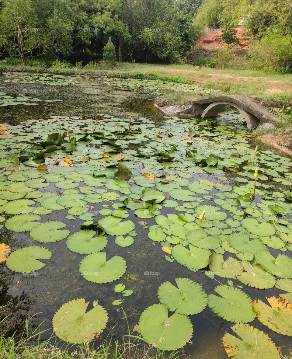 Botanical garden view