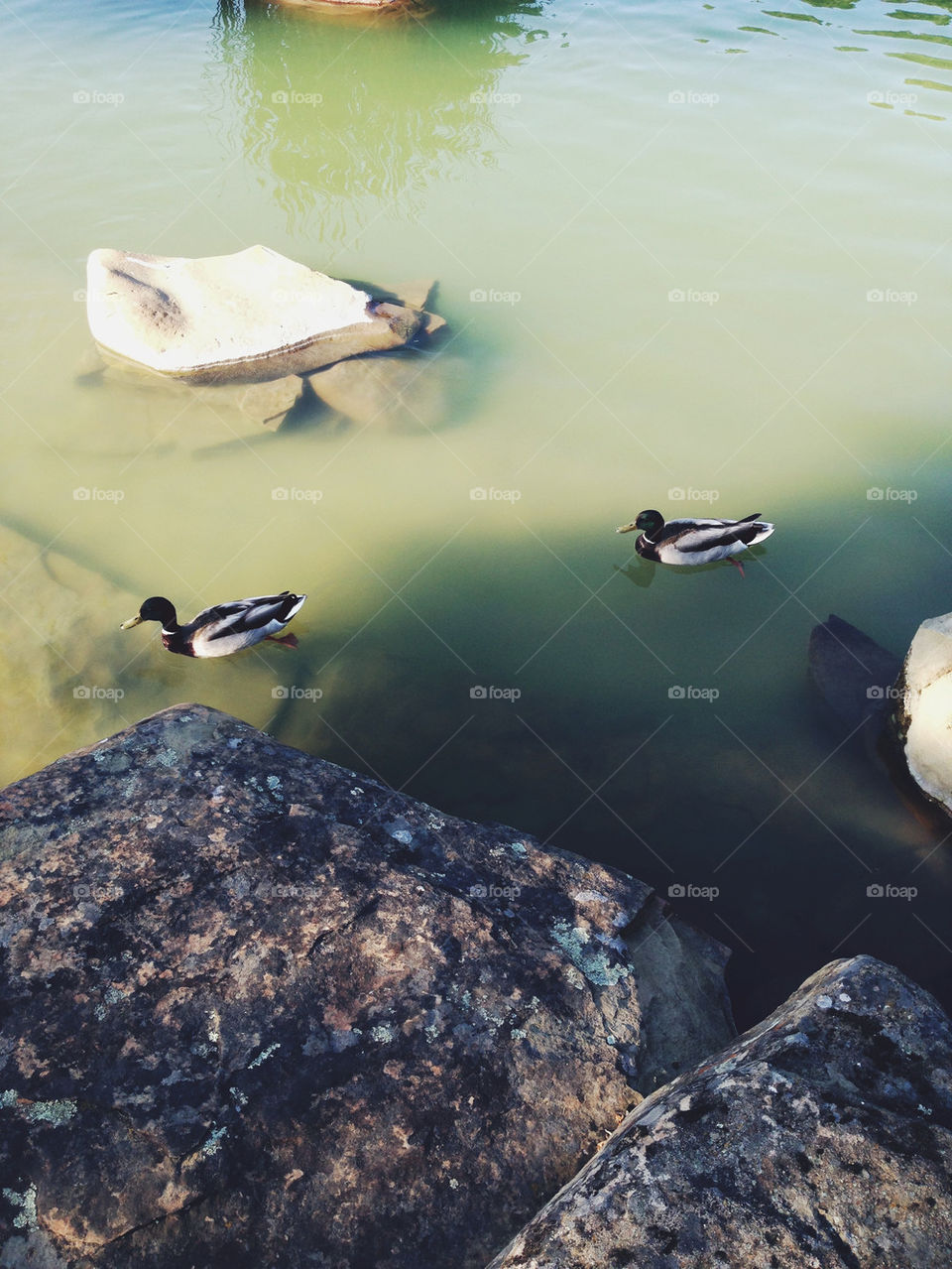 DUCKS IN POND