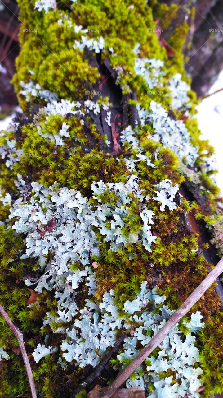 lichen  moss tree natural landscape
