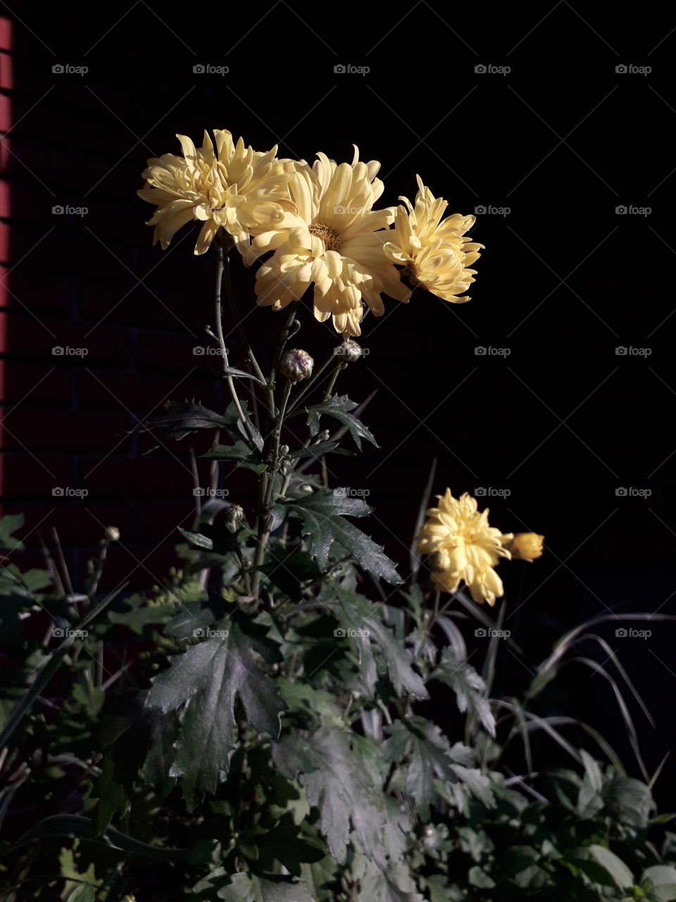Beautiful yellow flowers with dark green leafs. I love it cuz pic is so good and professional :)