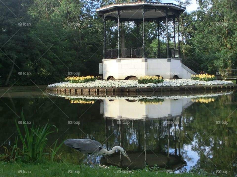 Garden, lake, tree,bird