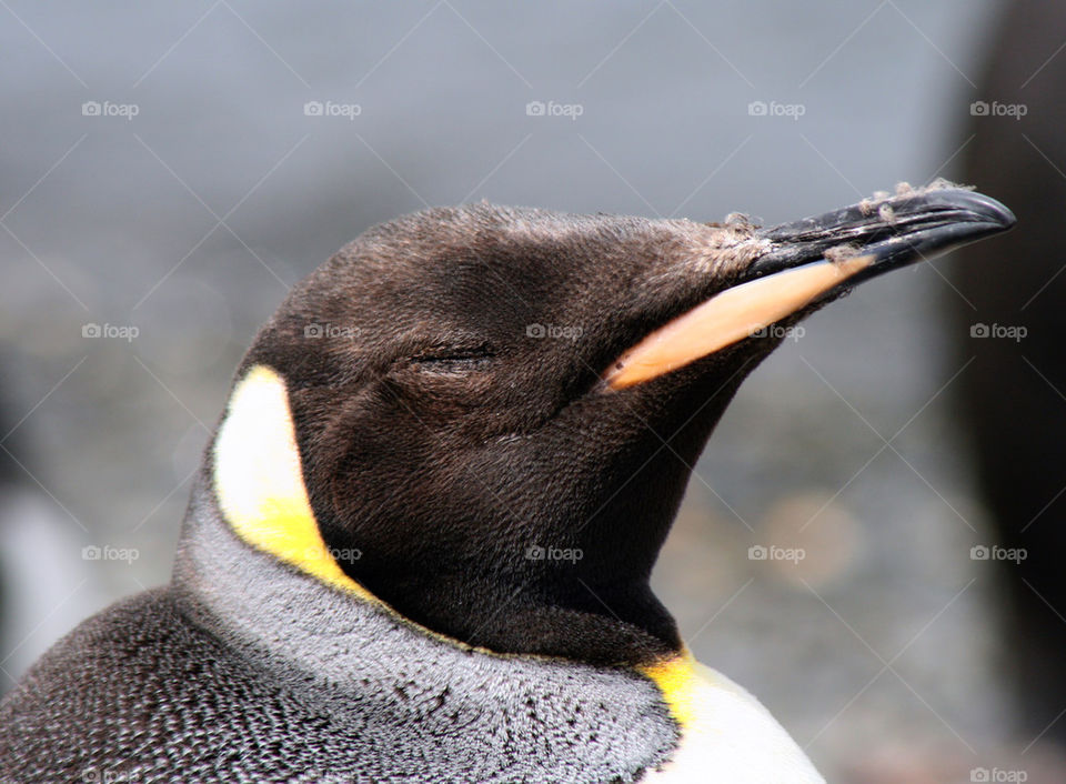 KING PENGUIN
