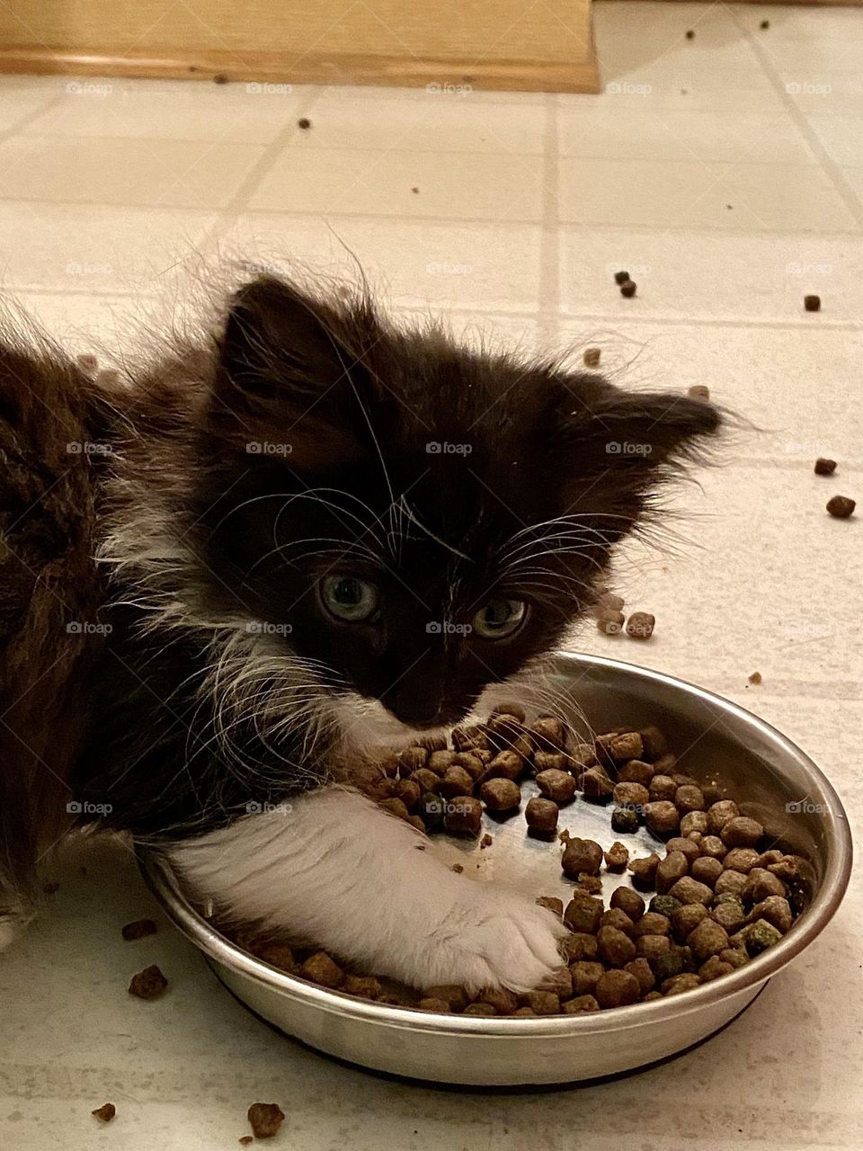 A fluffy black and white kitten guarding it’s bowl of food