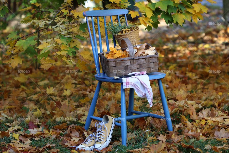 autumn, chantarelles, blue chair