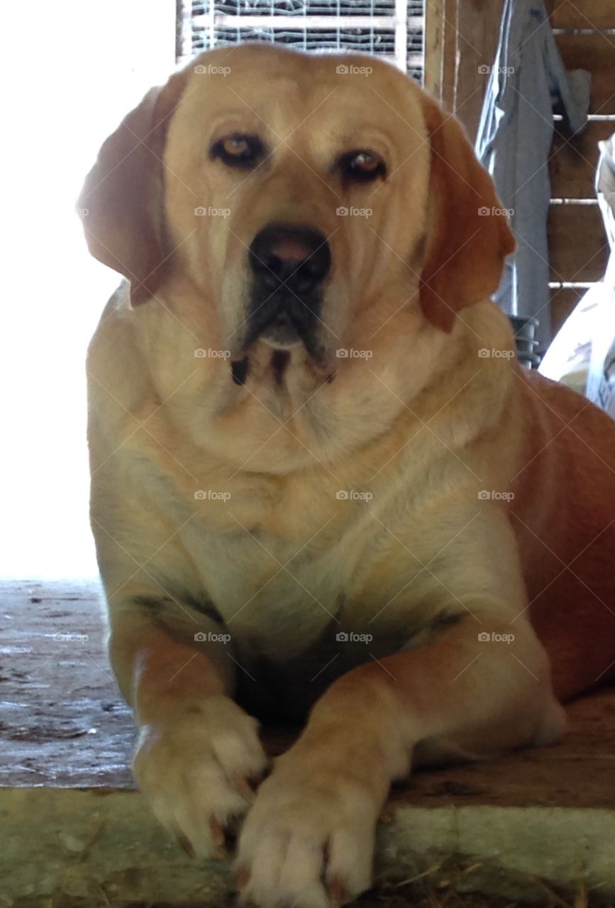 Keeping me company in the workshop 