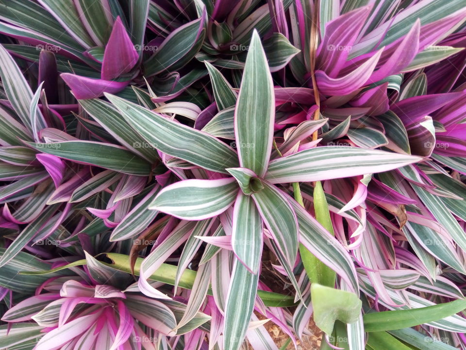 Flora, Nature, Flower, Color, Leaf