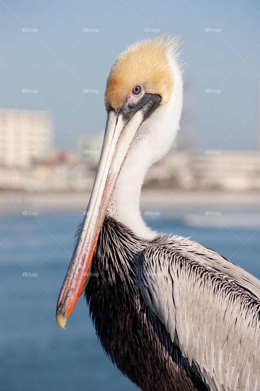 Yellow Headed Pelican