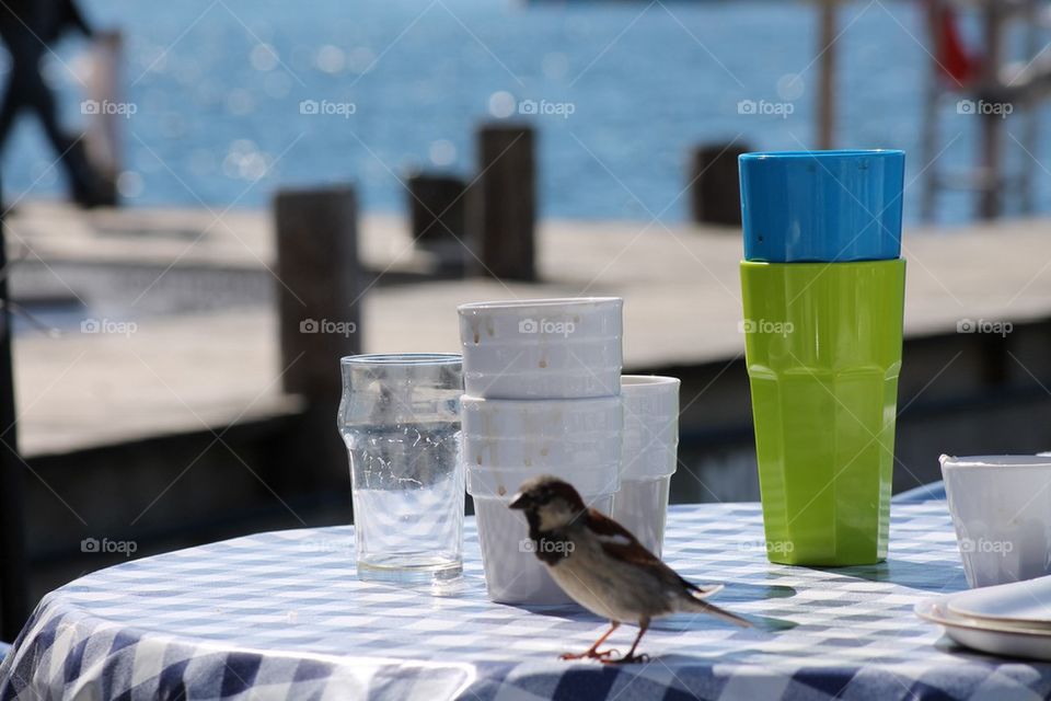 Bird on a table