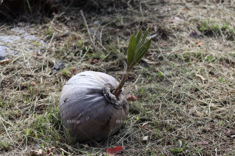 A single old dried up coconut on the ground with new growing leaf