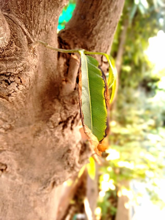Leaf
