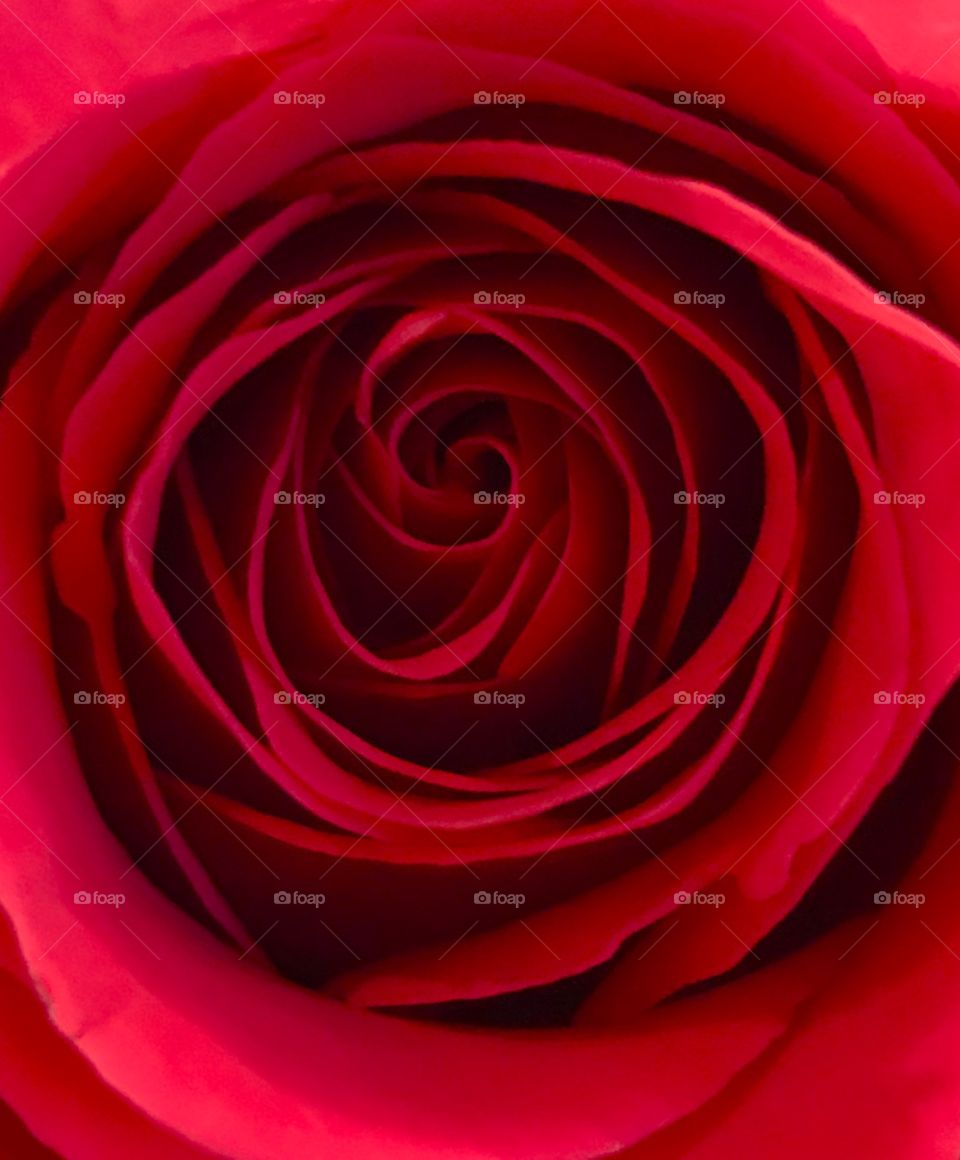 Velvety red rose 