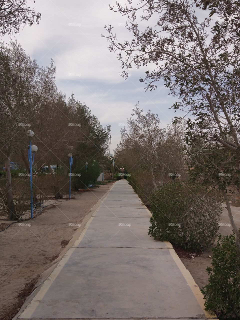 Road, Tree, Guidance, No Person, Landscape