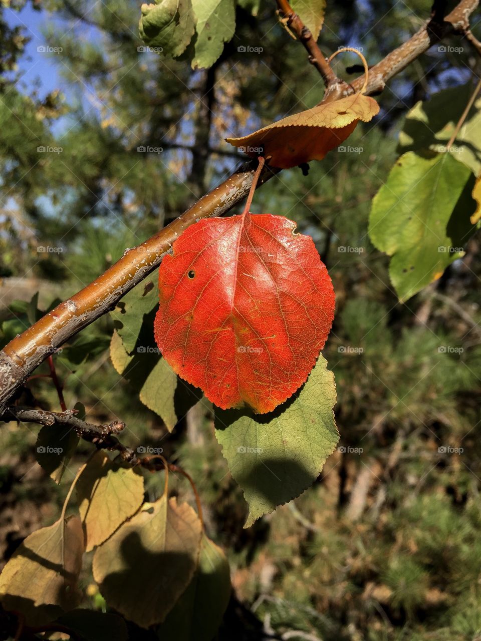 red leaf of a tree