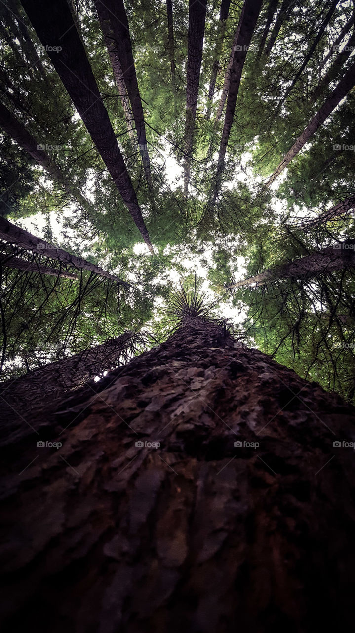 Directly below view of treetops
