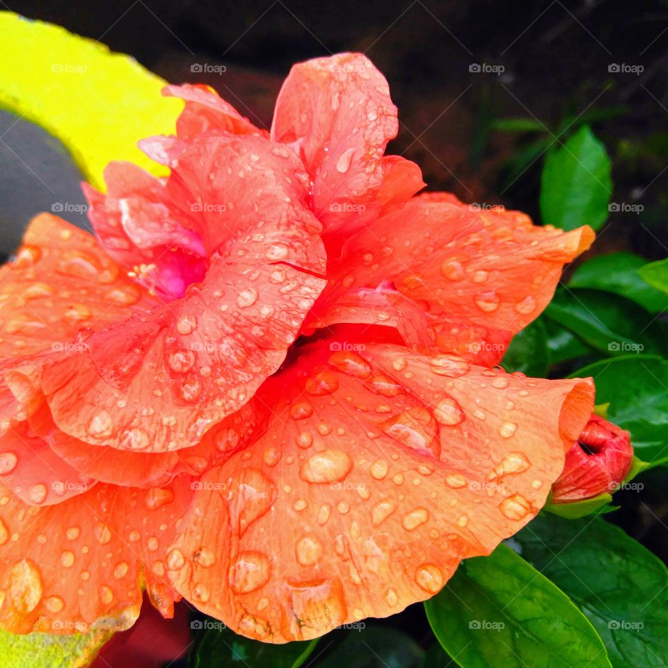 Water/rain drops in the petals of orangish red flower and green leaves plant growing in the garden