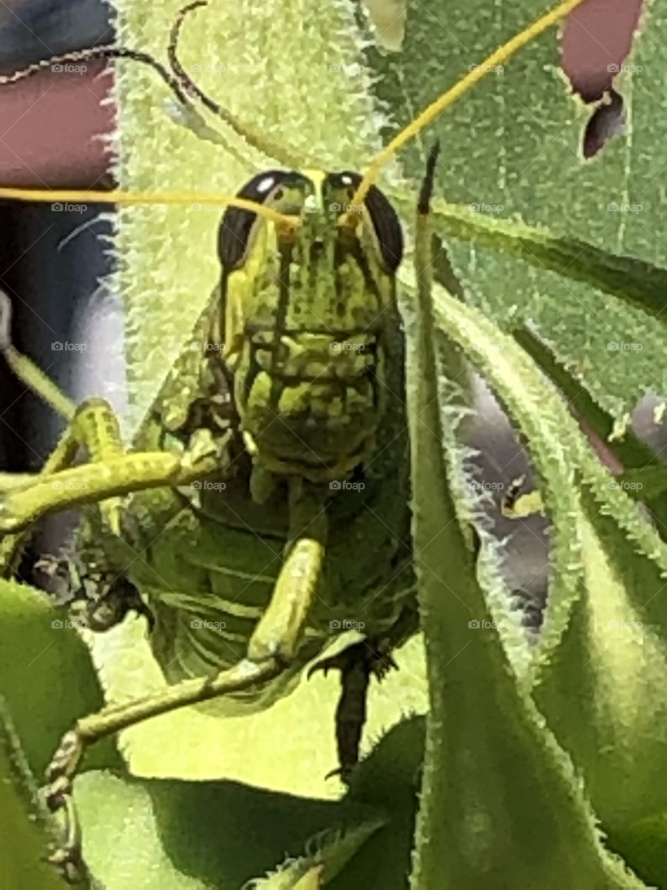 Grasshopper face