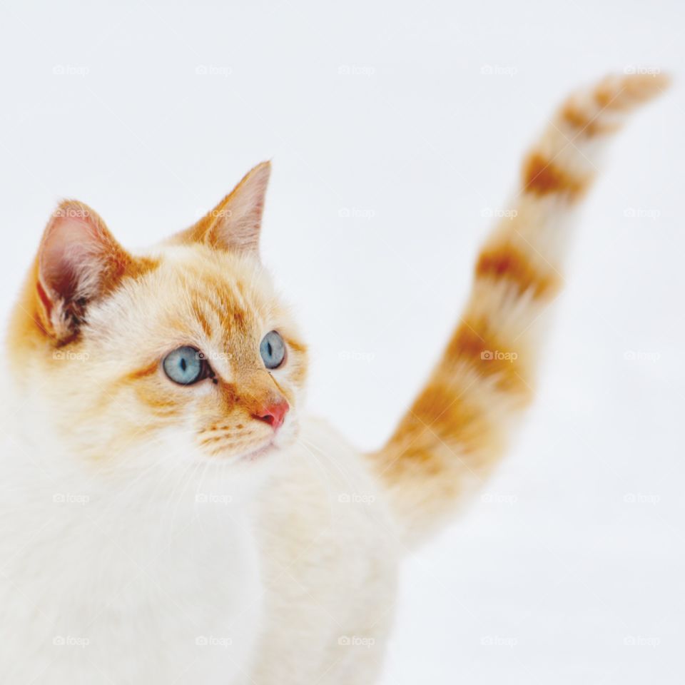 Fire and Ice Cat