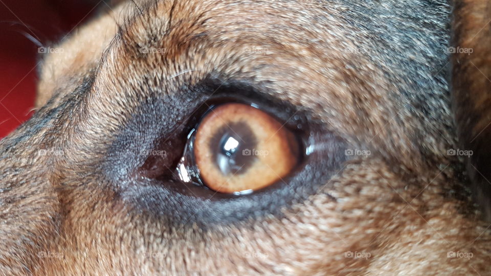 dog eye