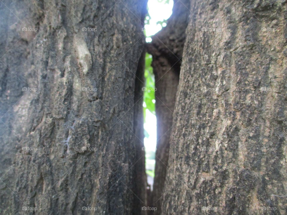 grey bark trees