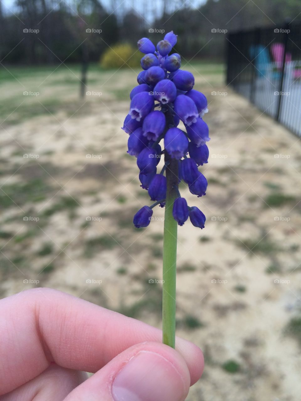 Nature, No Person, Flora, Flower, Outdoors