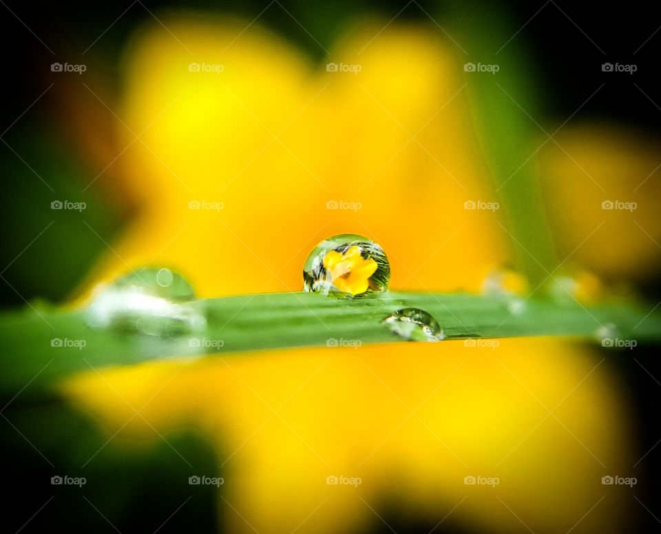 Yellow flower that is seen through a water drop refraction…. #mobileseries
