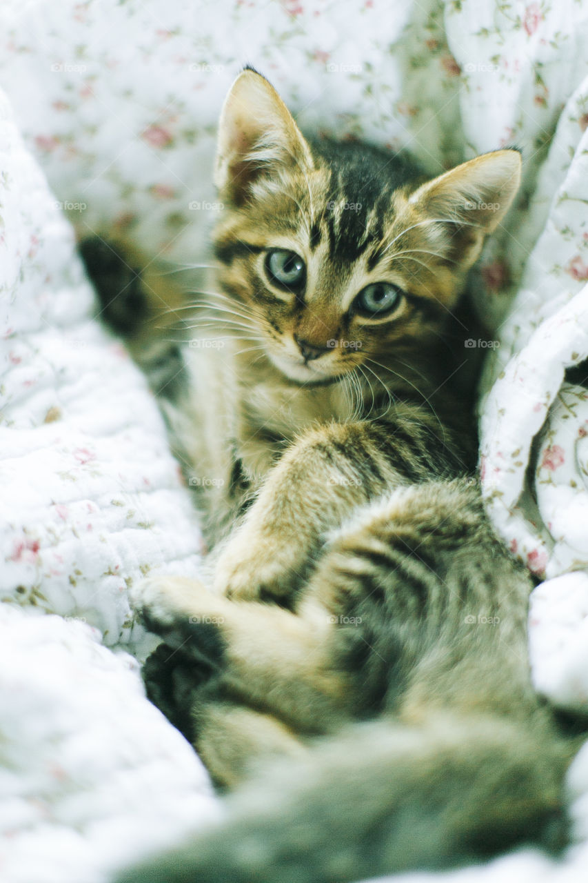 Lazy kitten on cloth