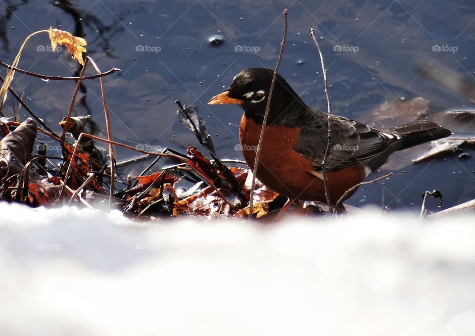Searching for Spring. Robin in March, searching through the newly melting snow for something to eat. Wondering when spring will come to New Hampshire in earnest.