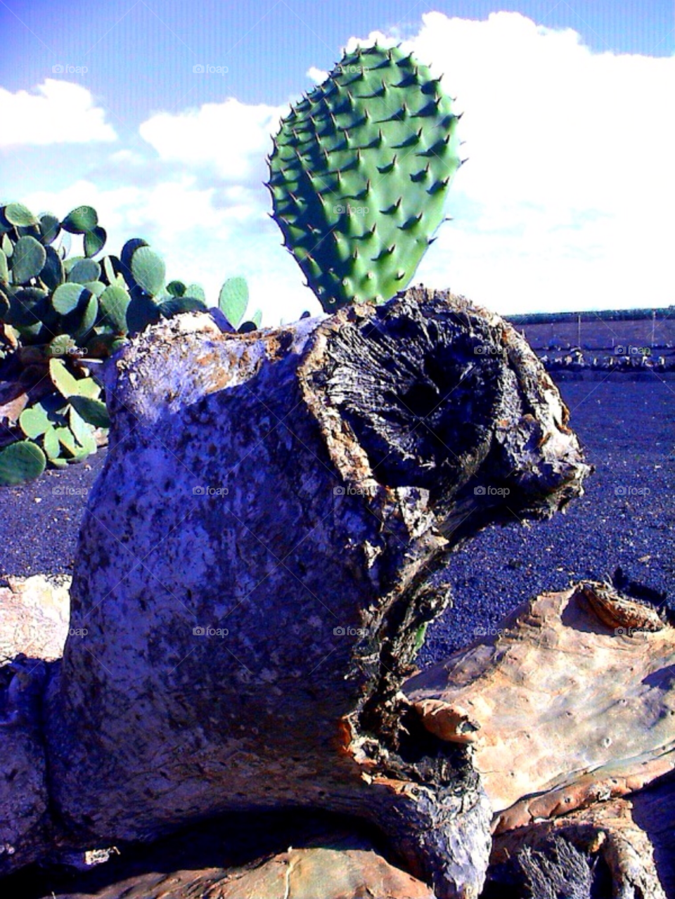 landscape face plant cactus by merethe