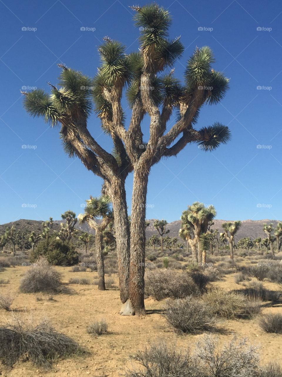 Joshua tree