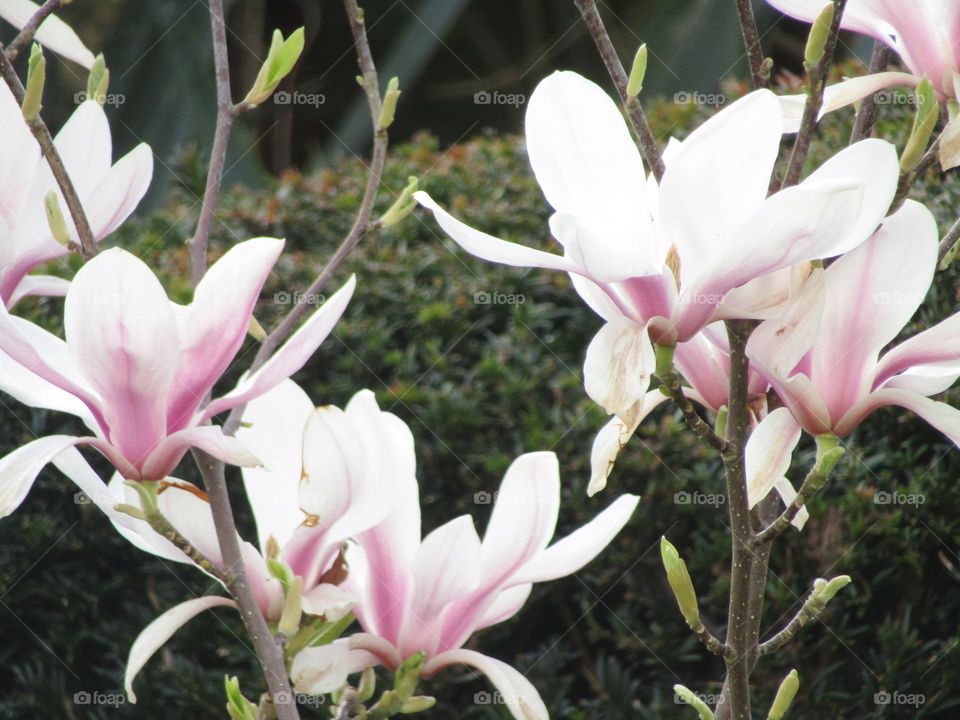 magnolia in bloom with leaf buds ready to open