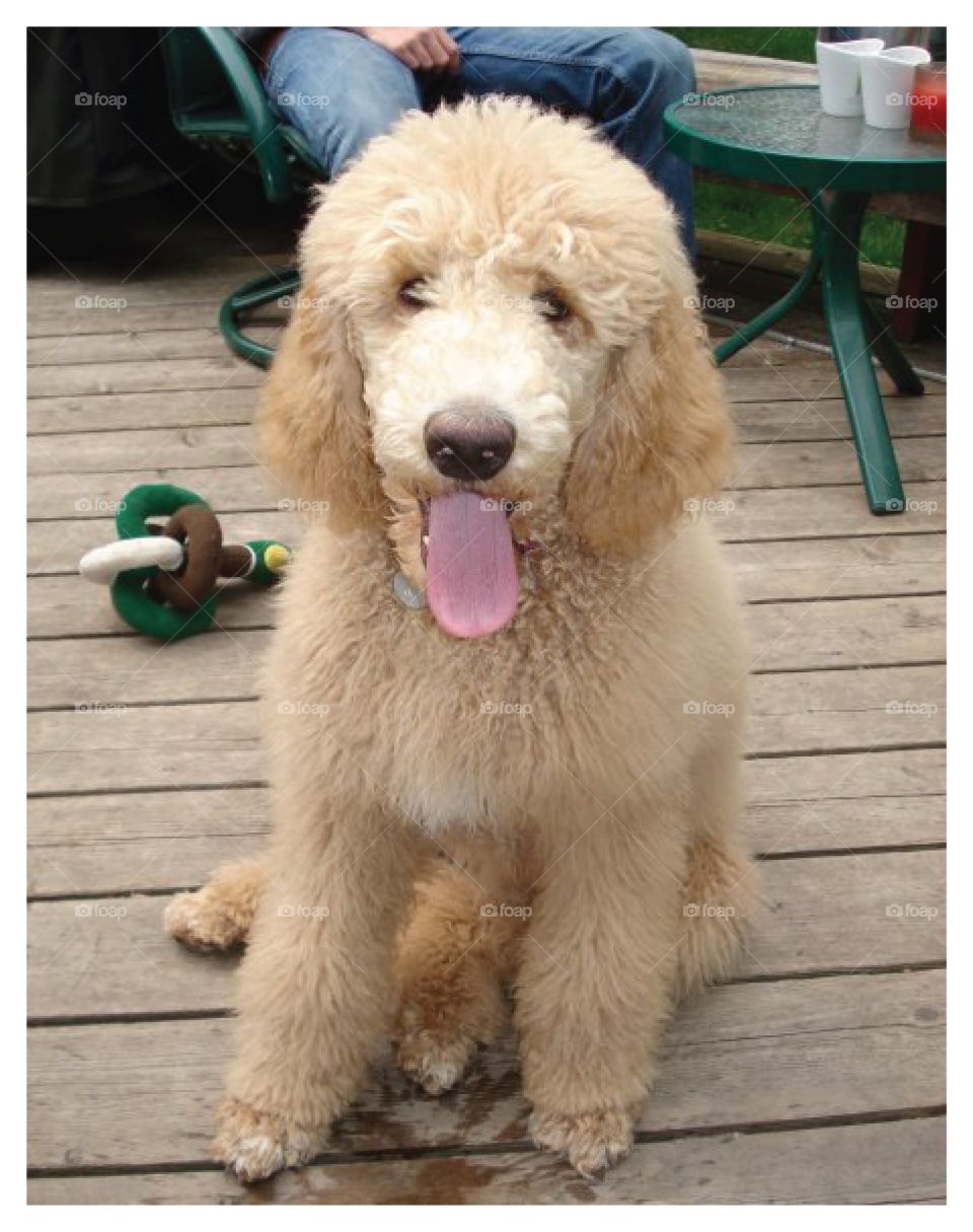 Standard Poodle
