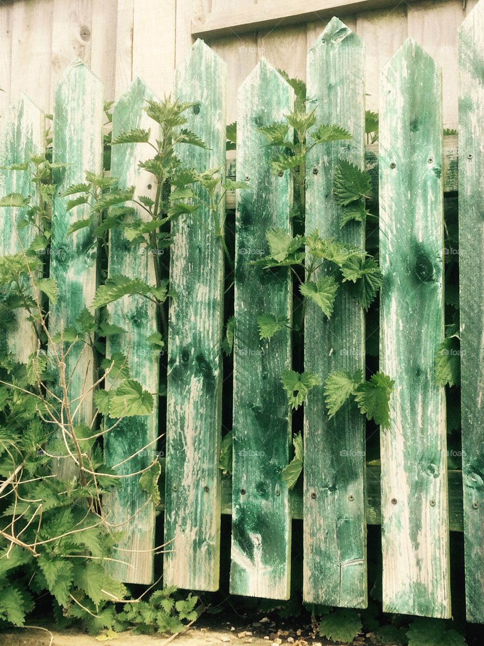 Fence green