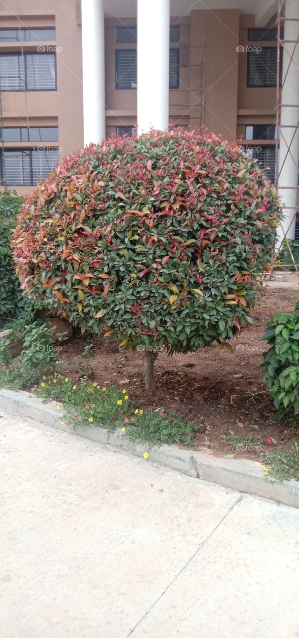 Small tree in proportion to my height ❤️✨