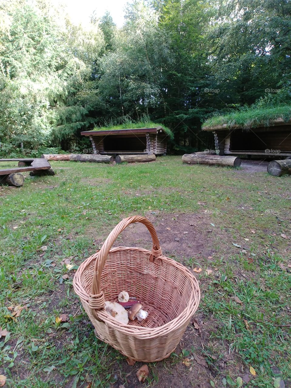 Pilze korb moos wiese Forest sammeln