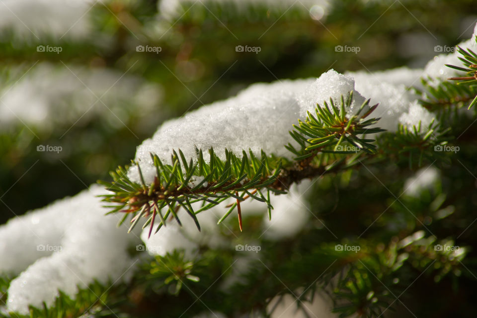 Close-up of snow of branch