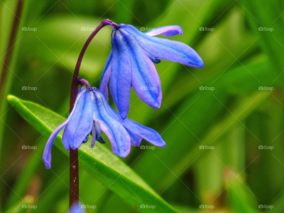 Close up of blue flower amongst grass