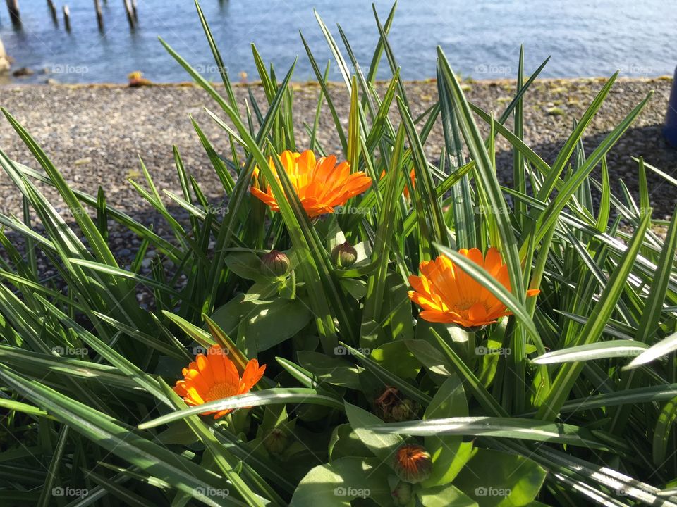 Wild flowers blooming at sea