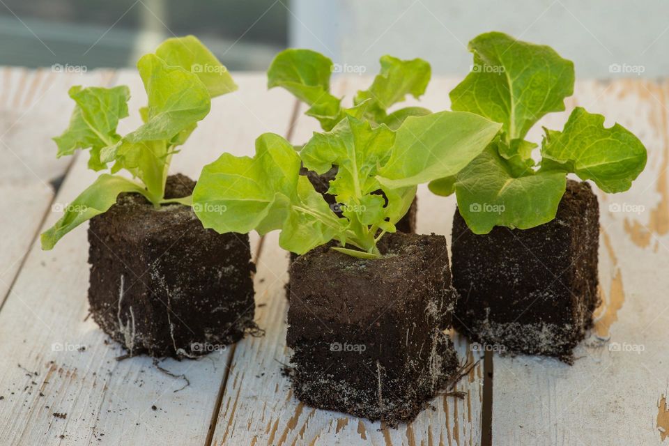 lettuce seedlings with earth
