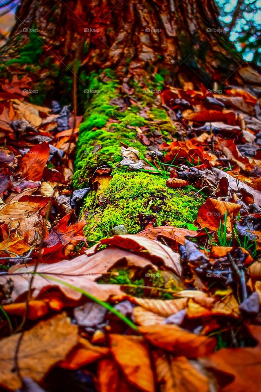 Autumn ya glad it's fall 😊