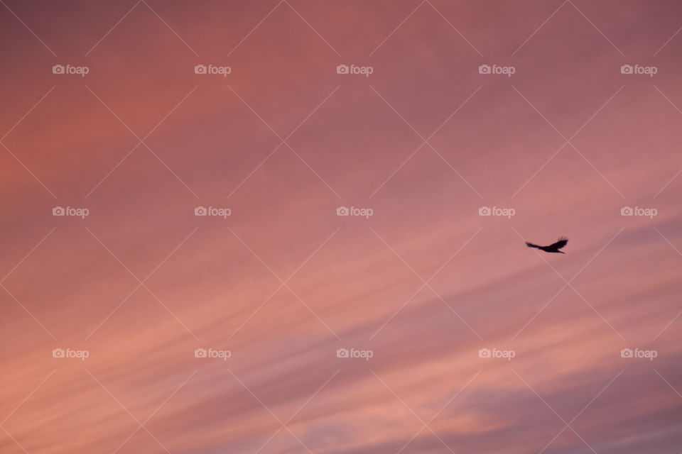 Flying high at sunset