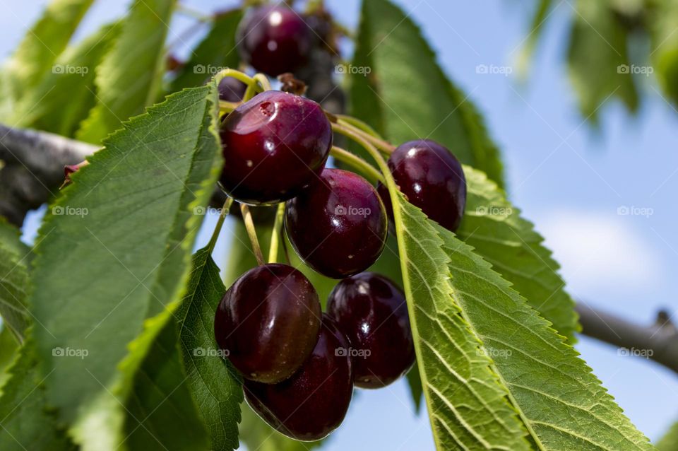 Cherry branch.