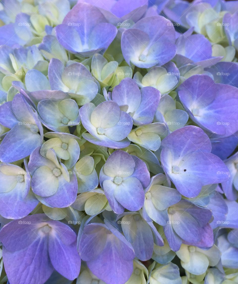 Elevated view of purple hydrangea