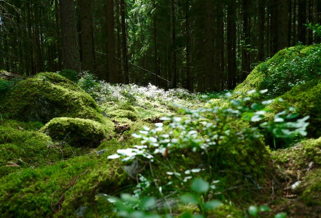 Forest
