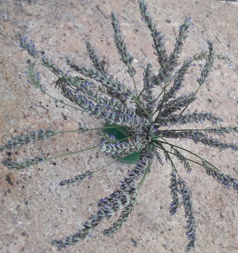 lavender still life and stone 3