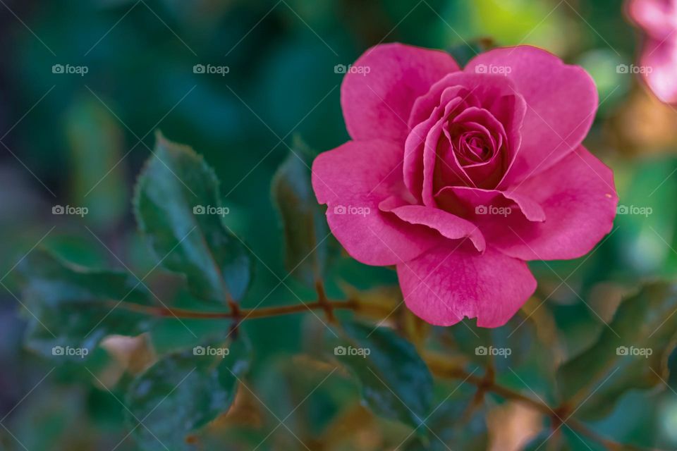 Rose