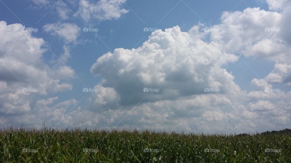 fields of corn & skies of blue