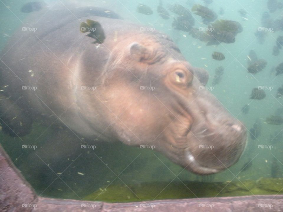 Hippo