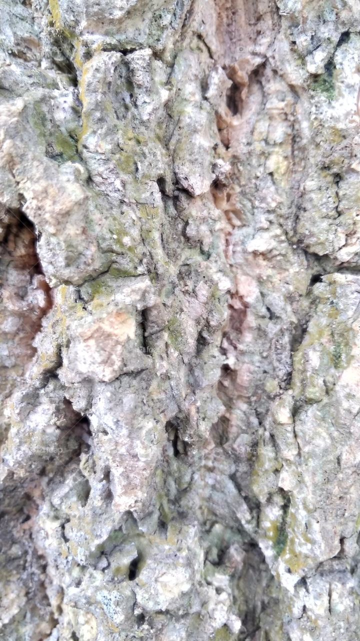 Wild tree bark on the park