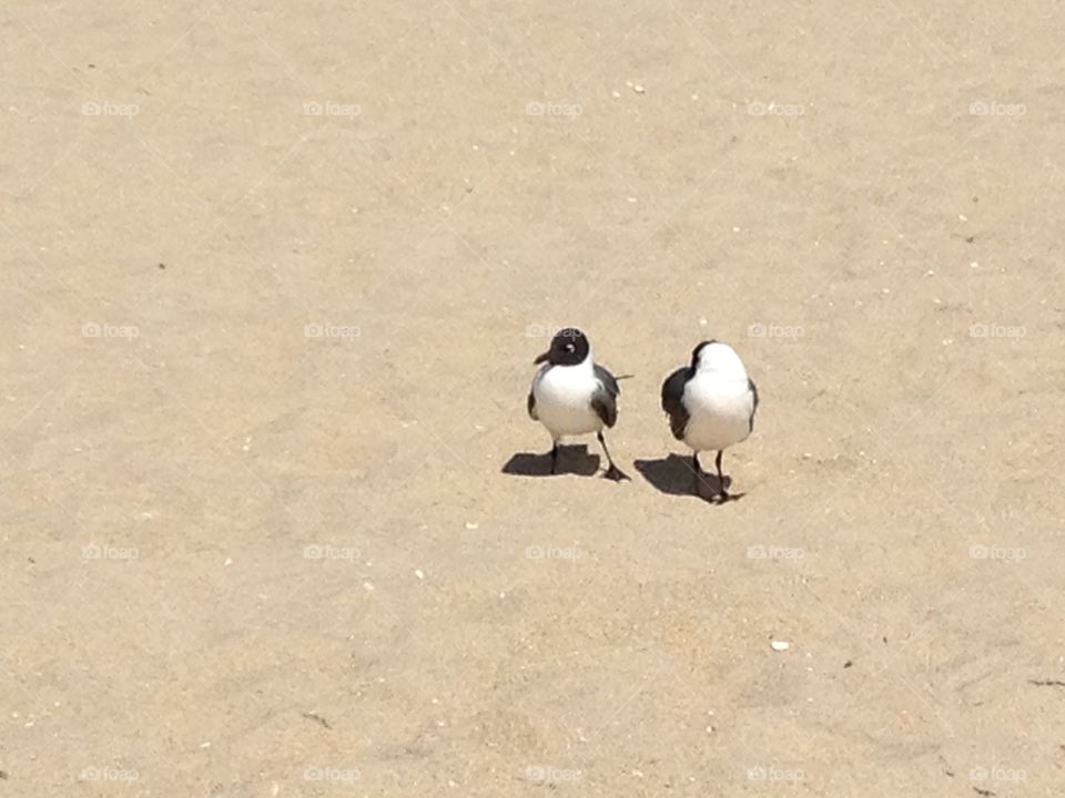 Seagulls at Point Pleasant, NJ